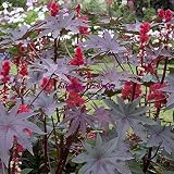 seedsown Planta 10pcs Aceite de ricino, ricino, Ricinus communis envío Bonsai Planta de Tiesto jardín de DIY Gratuito