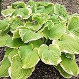 Hosta Planta decorativa Plantas bulbos Plantas jardin vivas Planta natural 1x Rizoma Hosta Fragrant Bouquet