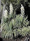 Genipap Semillas de plantas de Yucca Gloriosa