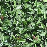 Tenax Divy 3D Plus Photinia, Siepe sintético 1,50 x 3 m Hojas Tipo fotográfico sobre Red de plástico