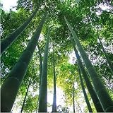 Un paquete de 60 unidades crecen fácil semillas frescas gigante Moso bambú por un jardín de DIY Planta * bonsai Orgánica