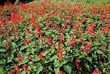 400 SCARLET SAGE (dama de Salvia rojo/Sangre Sage/Texas Red Sage) Las semillas de Salvia Coccinea de flores