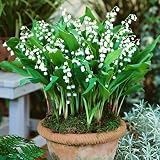 Steelwingsf 100Pcs / Bag Bell Orchid Seeds Forma De Campana Natural Llena De Vitalidad Showy Bell Orchid Seeds Para Jardín Semillas De Flores Para Plantar Al Aire Libre Semillas de lirio de los valles