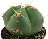PCMOVILES Cactus GYMNOCALYCIUM HORSTII en maceta de 8.5cm (planta viva)