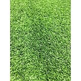 Nortene Rollo Césped Artificial Terraza 7mm 2x25m