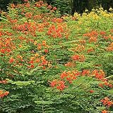 strimusimak 50 semillas de Caesalpinia Pulcherrima de alto rendimiento, semillas de plantas de flores de jardín, decoración de bonsái para plantas en maceta DIY Caesalpinia pulcherrima semillas