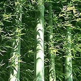 40 piezas de un paquete de semillas de bambú Moso gigante fresco para la plantación de jardines de bricolaje decoración de jardín única