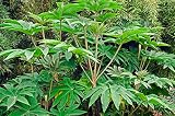 zumari 5pcs Tetrapanax papyrifera semillas de plantas gigantes esteroides