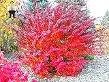 Pinkdose Plantas Espina s; Plantas 100pcs Red agracejo Berberis thunbergii Planta Ornamental agracejo Japonãs, Muy Populares Thunberg & # 39