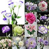 seedsown 200: Semillas 50-200Lot Bulk balcón jardín de Plantas de Flores Eustoma Grandiflorum lisianthus