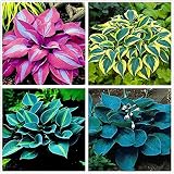 Embellecer el medio ambiente,Planta decorativa mágica,Hosta pflanze,Flores reverdecimiento ambientales,Plantar ahora-3 Bulbos