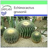 SAFLAX - Asiento de suegra - 40 semillas - Echinocactus grusonii