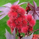 10 Ricino Tropical Mix, semillas de plantas de frijol de petróleo Ricinus communis impala Raras Jatropha Castor