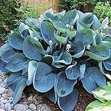 Hosta Planta decorativa Plantas de jardin Bulbos primavera Plantas de exterior 1x Rizoma Hosta azul Abiqua Drinking Gourd