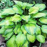 Hosta Planta decorativa Plantas vivas Plantas naturales exterior jardin 1x Rizoma Hosta Guacamole