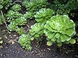 Portal Cool Aeonium Undulatum ~ acechado Aeonium Evergreen Suculento ~ Rare 10 Semillas ~