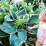 Hosta Planta decorativa Plantas bulbos Plantas de jardin Bulbos de flores baratos 1x Rizoma Hosta gigante Minke