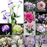 Potseed 100: Semillas 50-200Lot Bulk balcón jardín de Plantas de Flores Eustoma Grandiflorum lisianthus