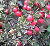 Plant World Seeds - Ruscus Aculeatus 'Wheeler's Variety' Seeds