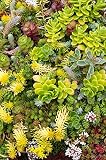 Semillas mezcladas de Stonecrop - Sedum sp.