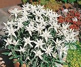Portal Cool Las semillas del paquete: 30X Gnaphalium Los Alpes Edelweiss jardín de flores de semillas # 116