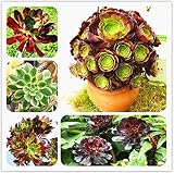 ScoutSeed 100 PCS Raras Aeonium Arboreum Seed Plantas de flores raras Semillas de Atropureum