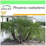 SAFLAX - Palmera datilera enana - 25 semillas - Phoenix roebelenii