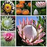 TENGGO Egrow 50 Piezas/Paquete Protea Semillas Raro Protea Cynaroides Bonsai Fácil de Plantar Raro Bonsai Flower Bonsai Raro Flower