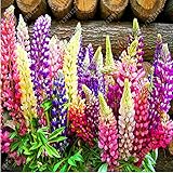 100 semillas / bolsa de altramuz (Lupin) las semillas, Lupin III, semillas hermosas flores, plantas de lupino en ciernes tasa de 98% para la siembra jardín de su casa