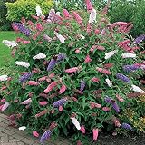 1 X BUDDLEIA TRICOLOR ARBUSTO DE LAS MARIPOSAS COLORES MIXTOS PLANTA SALUDABLE DE JARDÍN EN MACETA