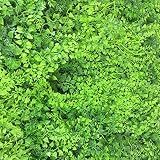 Ev sima100050aga setos Artificial, Verde, 100 x 50 x 3 cm