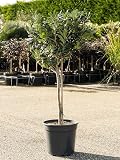 Setos y arbustos de Botanicly – Azahar de la China – Altura: 100 cm – Pittosporum Tobira