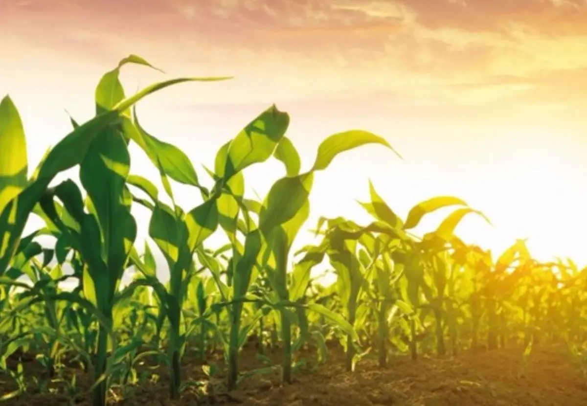 Compañero de la plantación de maíz - Aprenda acerca de la plantación