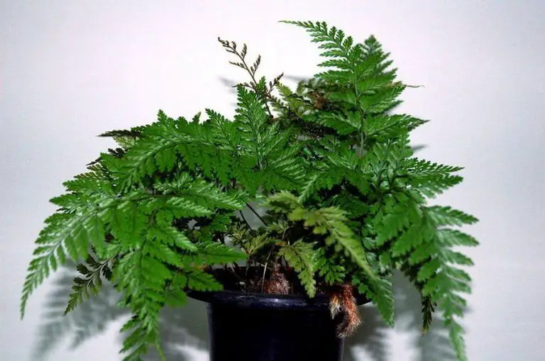 Cuidado de helechos con patas de conejo: Información sobre el cultivo