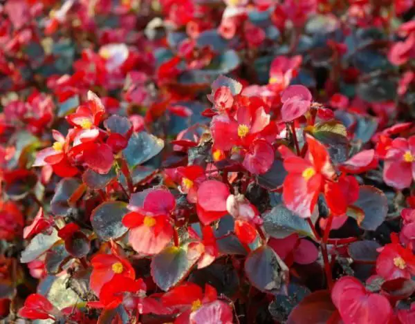 Cuidado de la Begonia de fresa: Cultivo de Begonias de fresa en