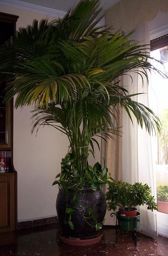 Cuidado De Las Palmeras En Interiores Cultivo De Palmeras En Interiores Consejos Para Mi Huerto