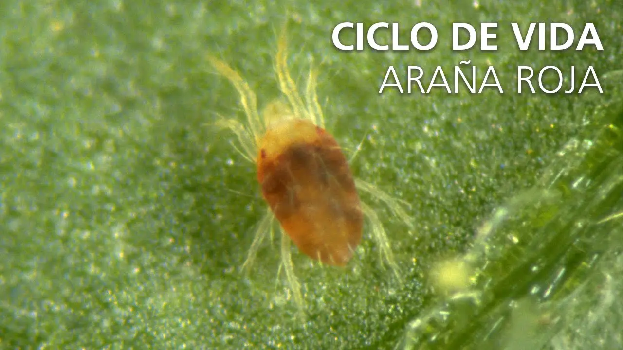 Cuidar de las plantas de araña enfermas: Cómo tratar las enfermedades