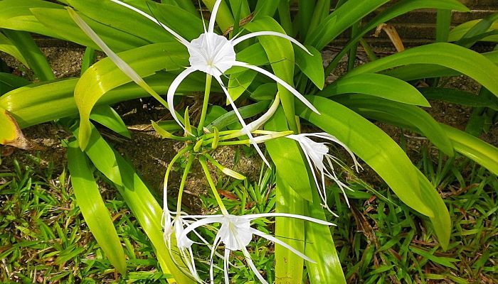 Spider Plant Water Culture Can You Grow Spider Plants