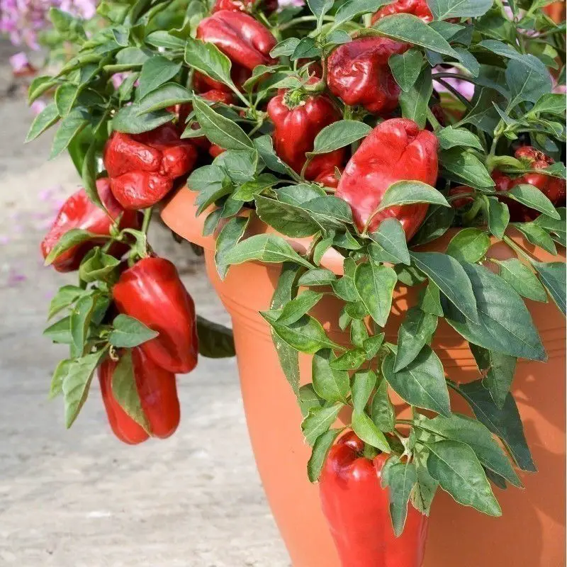 Cultivo de pimientos en macetas: Cómo cultivar plantas de pimiento en