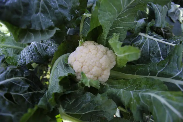 Cuidado del brócoli Romanesco - Cómo cultivar plantas de brócoli
