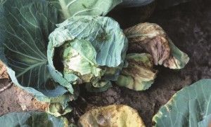 Enfermedad de las plantas de pata negra: Tratamiento de la enfermedad de las piernas negras en las verduras