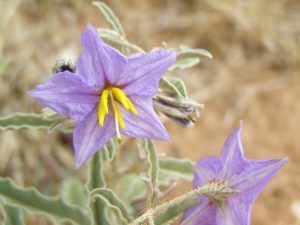 Familia de plantas Solanum: Información sobre el género Solanum