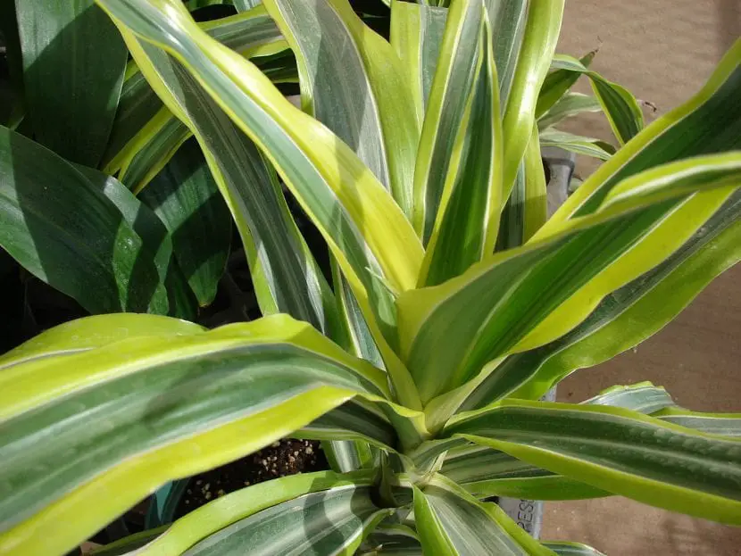Guía de riego de plantas de Dracaena Aprenda cuando regar