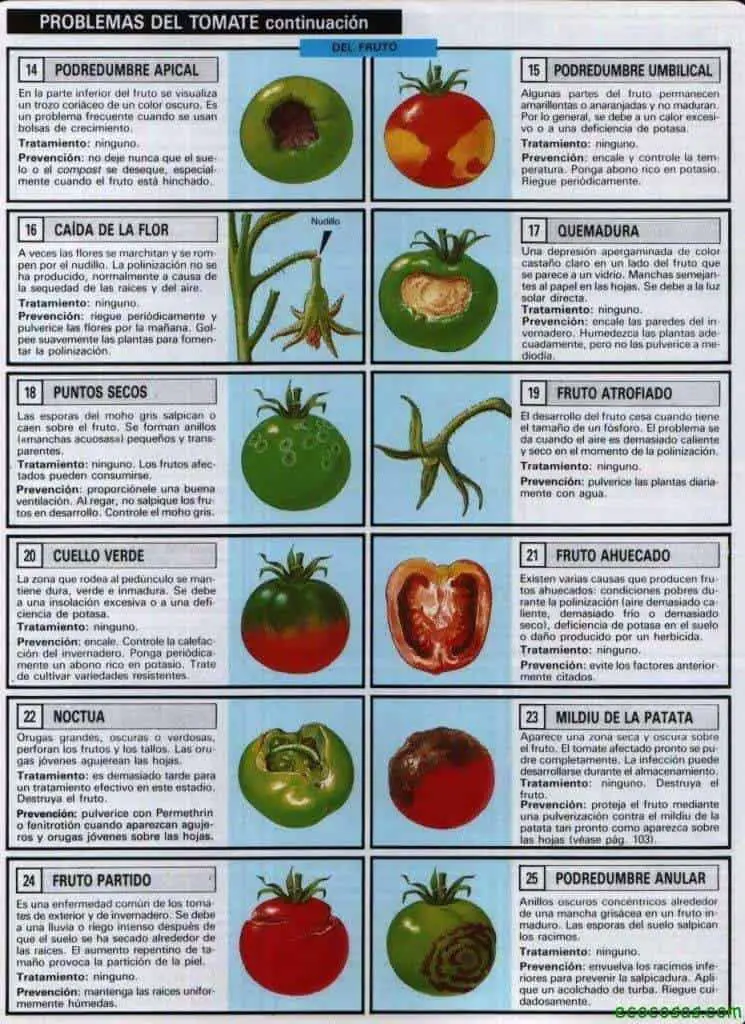 Información sobre el fuego solar - Cómo cultivar un tomate de fuego