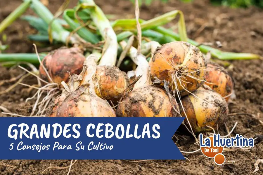 Cultivo de tomates de interior - Consejos sobre cómo cultivar plantas