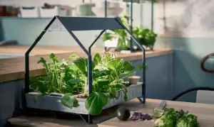 Jardinería de Vegetales en el interior: Iniciar un huerto en el interior