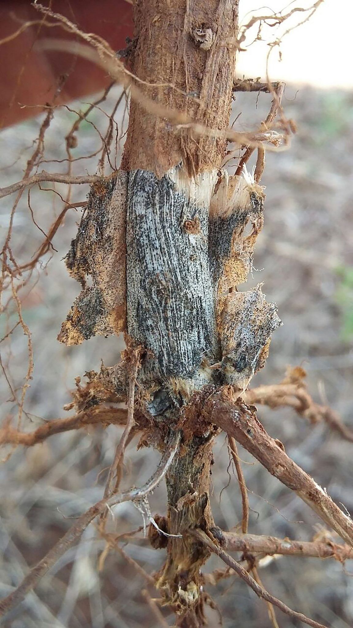 ¿Qué es un tomate blanco "Queen"? - Consejos para el cultivo de tomates