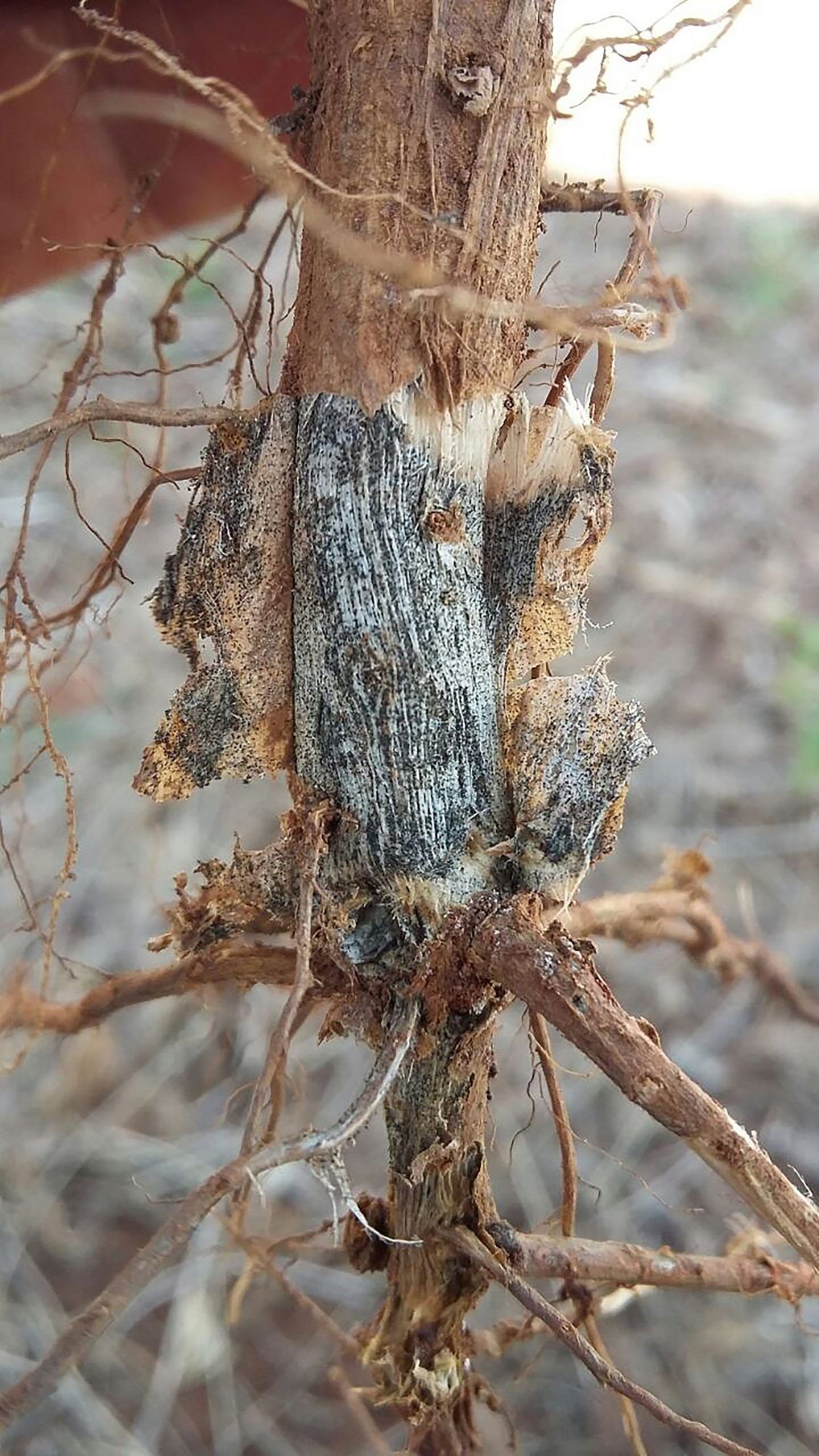 La Pudrición de la Raíz del Algodón de la Okra: Manejo de la Okra con