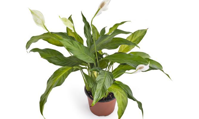 Plantas que puedes tener en casa sin miedo a que se te mueran 3 Merca2.es plantas interior lirio de la paz
