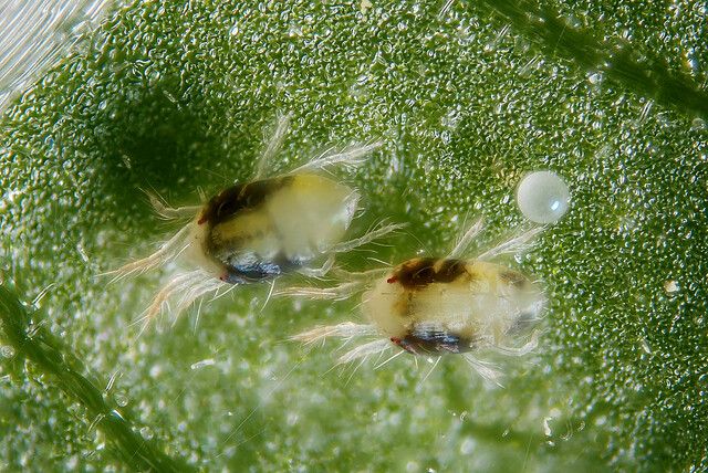 Spider Plant Gnats What To Do About Fungus Gnats On